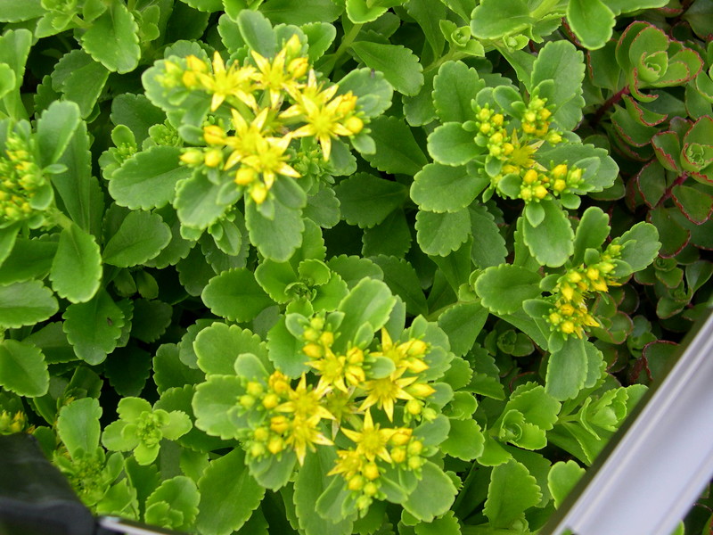 Sedum kamtschaticum 'Golden Carpet' [Phedimus kamtschaticus 'Golden