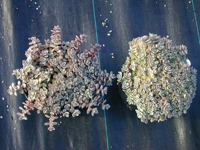 Sedum pluricaule ezawe(Island of Sakahilin and compact form) [Hylotelephium pluricaule ezawe]