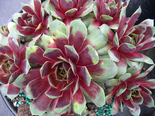 http://www.sedumphotos.net/d/3366-2/Sempervivum+Jungle+Fires.jpg