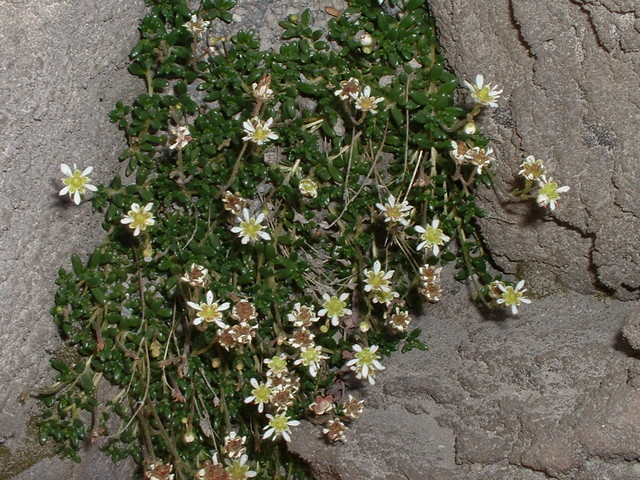 Saxifraga tolmiei (2)
