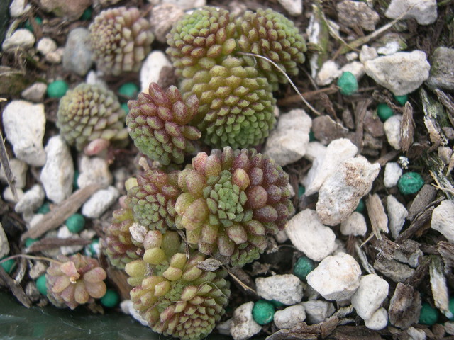 http://www.sedumphotos.net/d/4017-2/Monanthes+polyphylla+2.jpg
