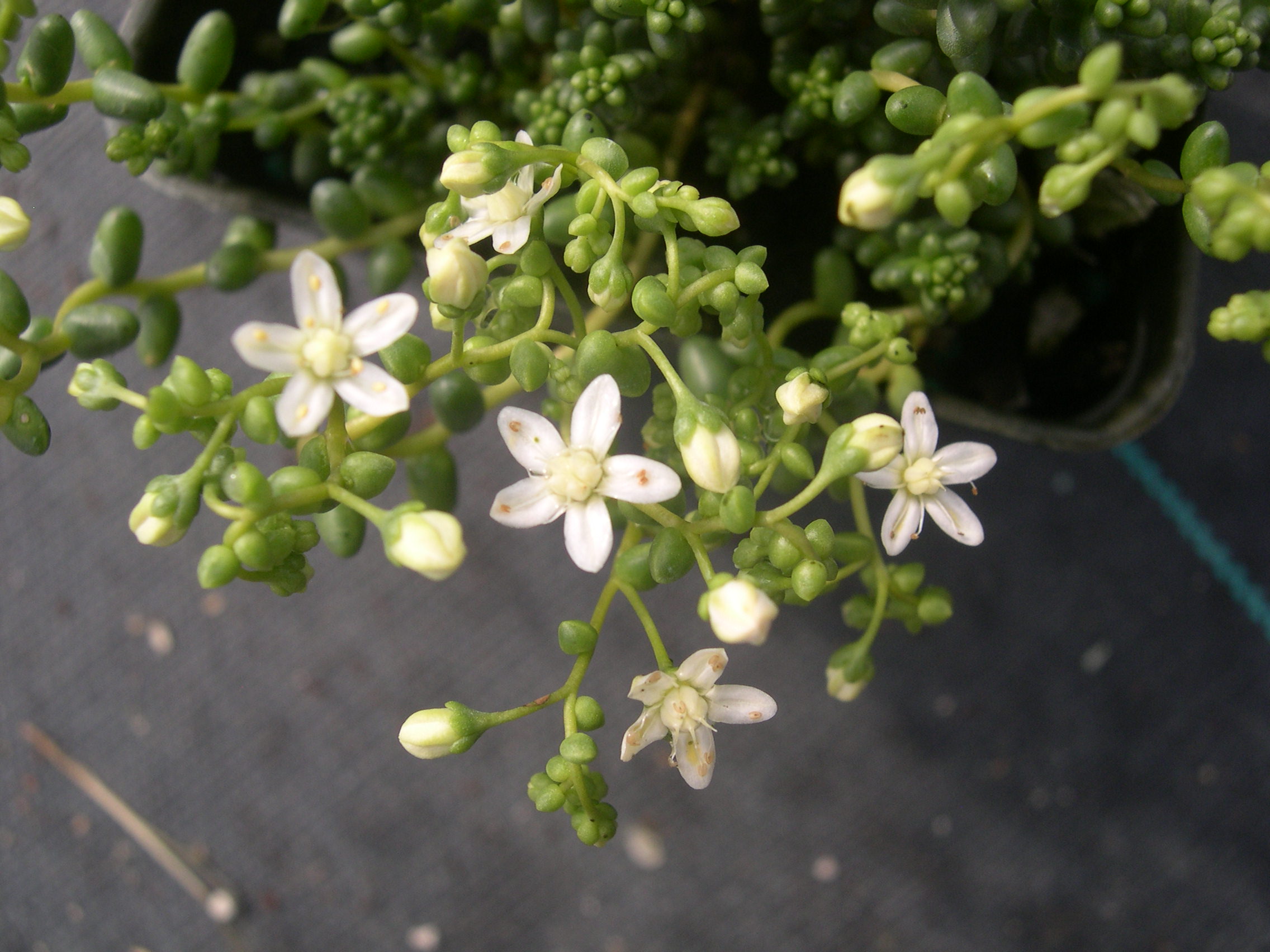 Sedum brevifolium (Pea Green form) (3)