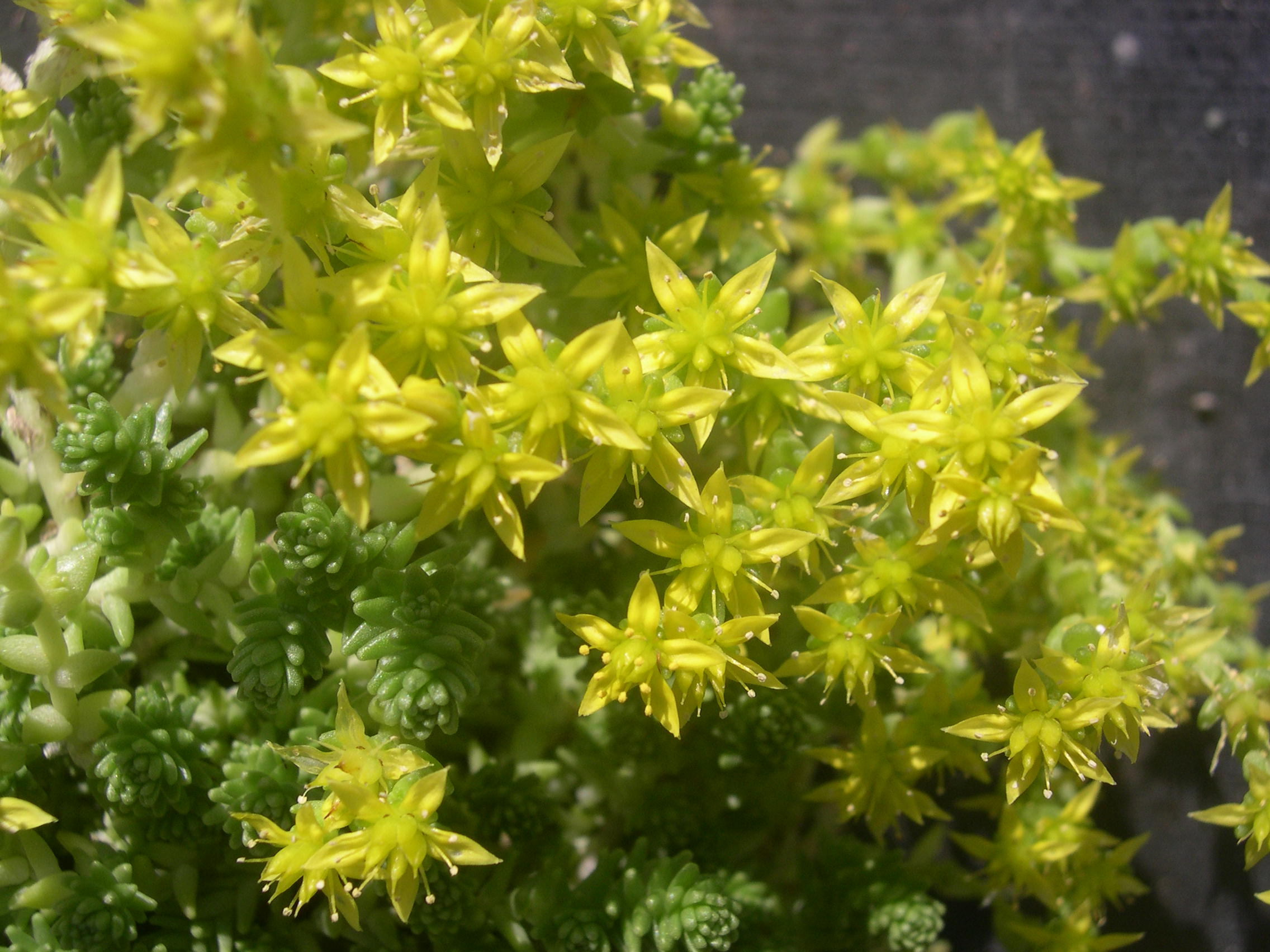 Sedum acre (diploid) (2)