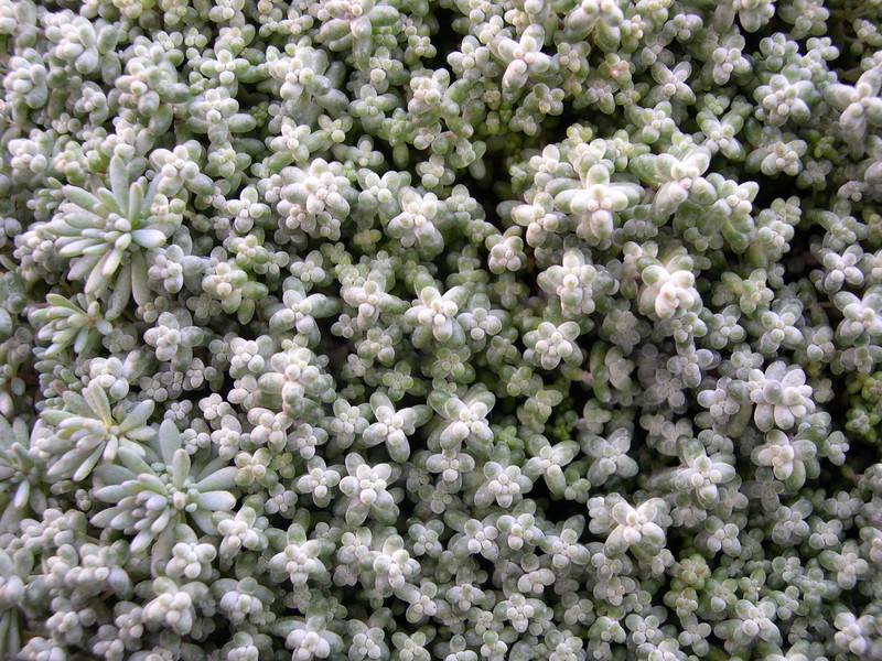 Sedum brevifolium (1)