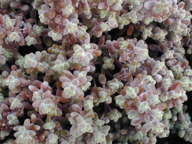 Sedum brevifolium (2)