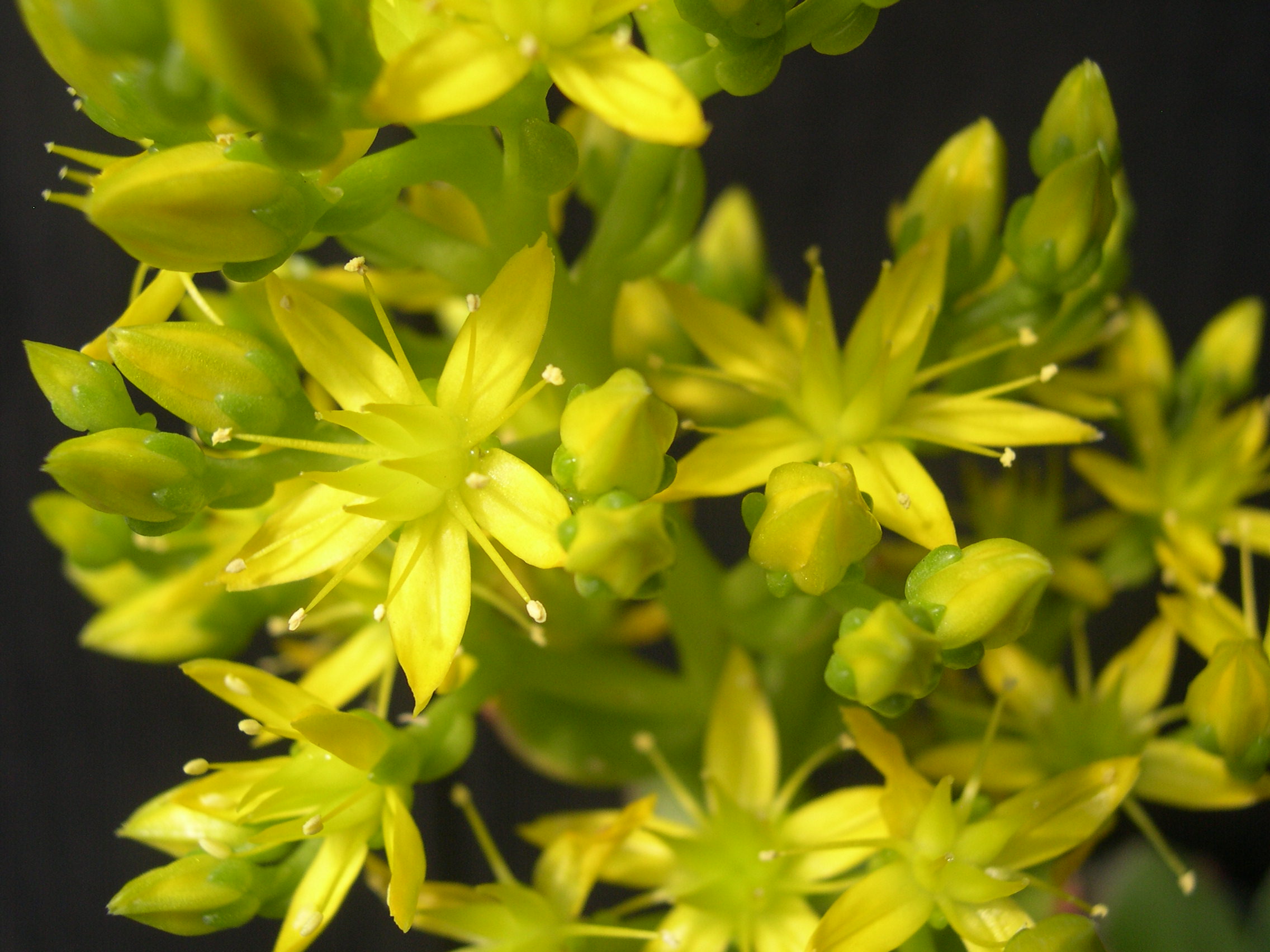 Sedum dendroideum (1)