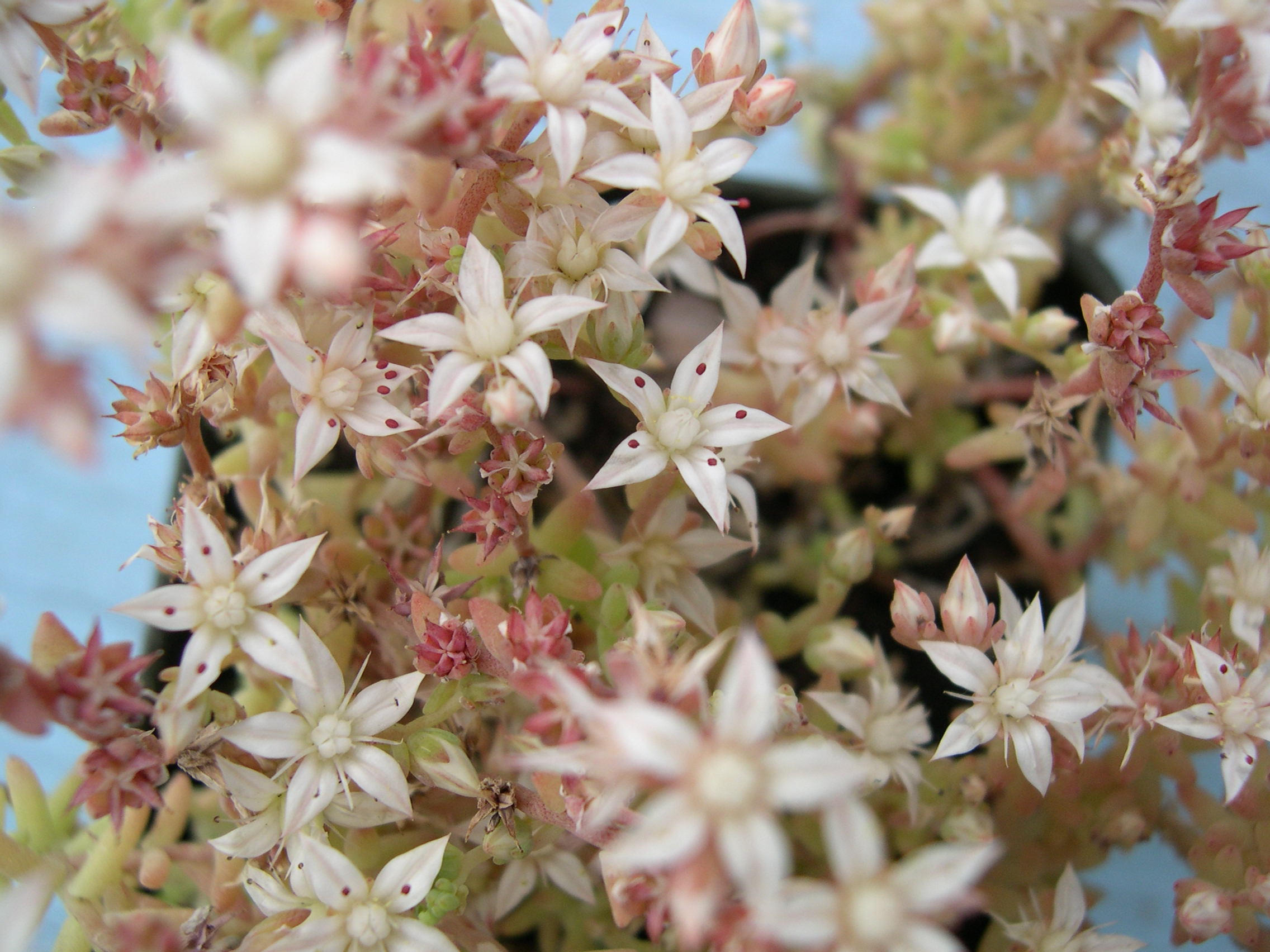 Sedum diffusum (1)