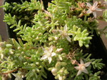 Sedum diffusum (2)