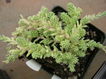 Sedum diffusum potosinum