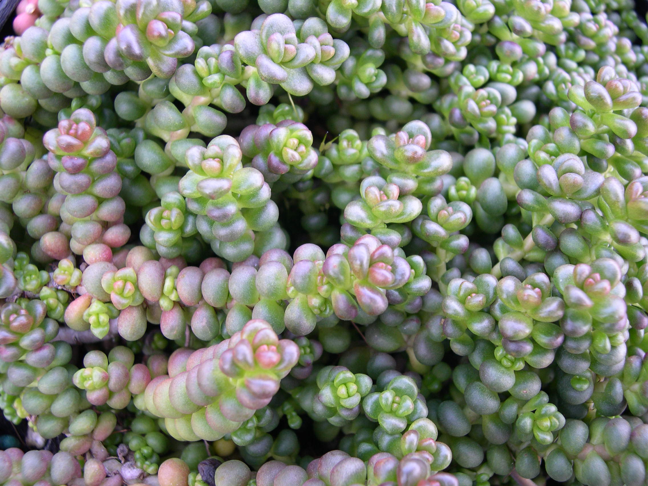 Sedum divergens minus