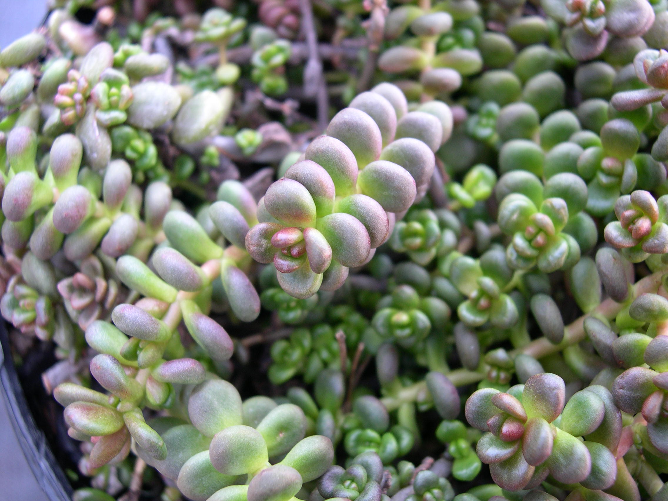 Sedum divergens