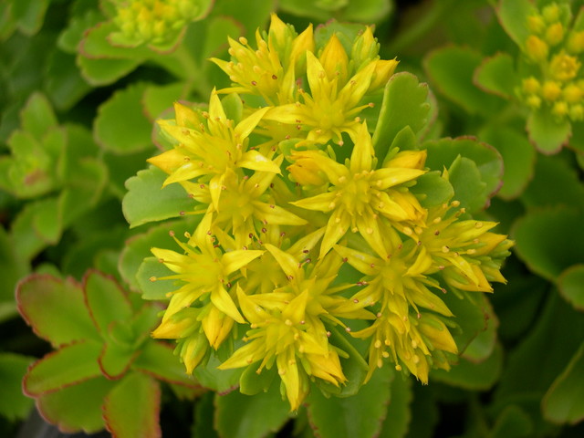 Sedum ellacombianum [Phedimus ellacombianus]