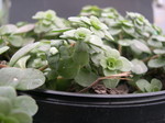 Sedum emarginatum (1)