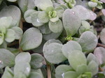 Sedum emarginatum (2)