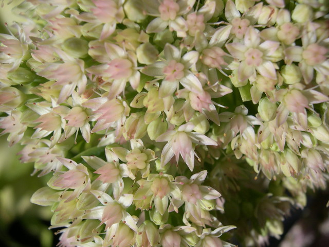 Sedum erythrostictum variegatum (Hylotelephium erythrostictum variegatum)