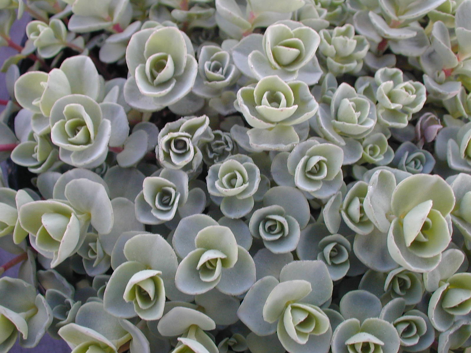 Sedum ewersi (Hylotelephium ewersii)