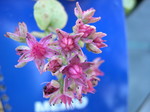 Sedum ewersii cyclophyllum [Hylotelephium ewersii cyclophyllum] (1)