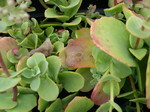 Sedum ewersii cyclophyllum [Hylotelephium ewersii cyclophyllum] (2)