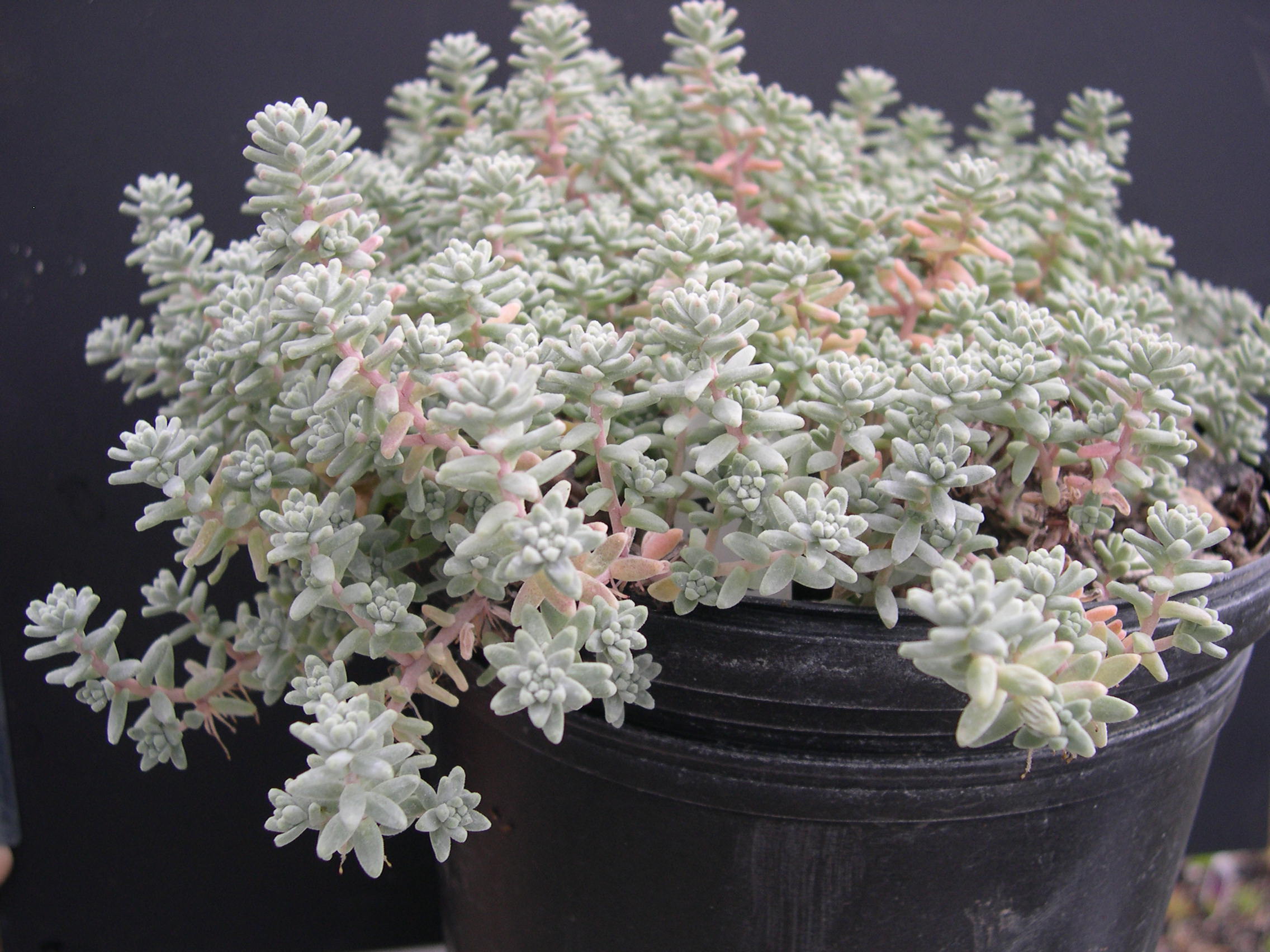 Sedum farinosum (1)