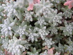 Sedum farinosum (2)