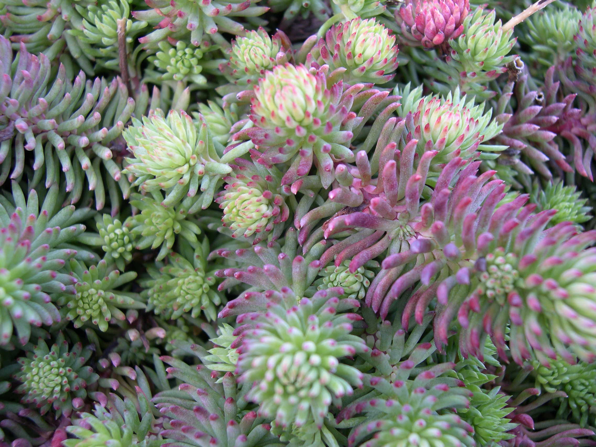 Sedum forsterianum [Petrosedum forsterianum] (1)