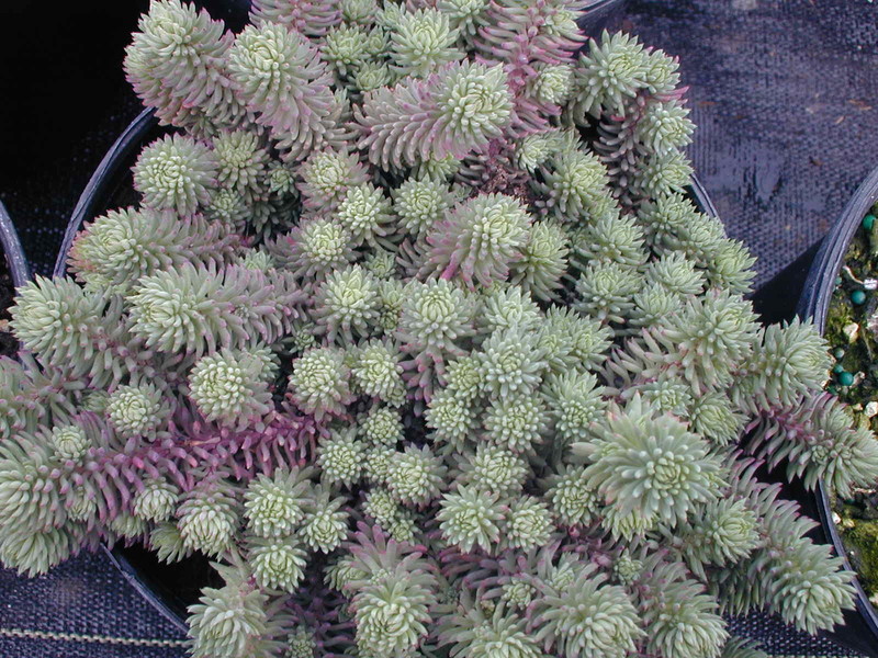 Sedum forsterianum [Petrosedum forsterianum] (2)