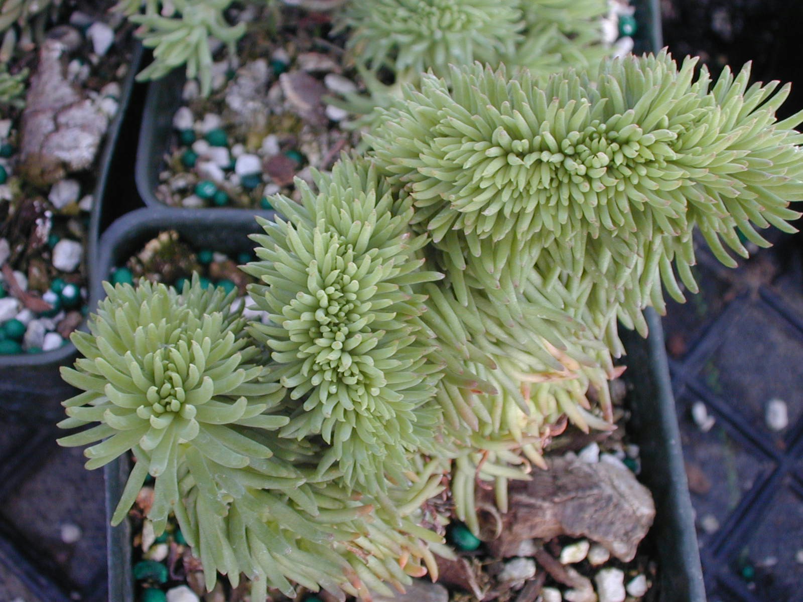 Sedum forsterianum cristatum [Petrosedum forsterianum cristatum]