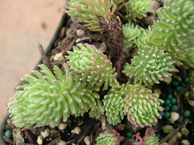 Sedum forsterianum elegans [Petrosedum forsterianum elegans]