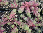 Sedum forsterianum purpureum [Petrosedum forsterianum purpureum]