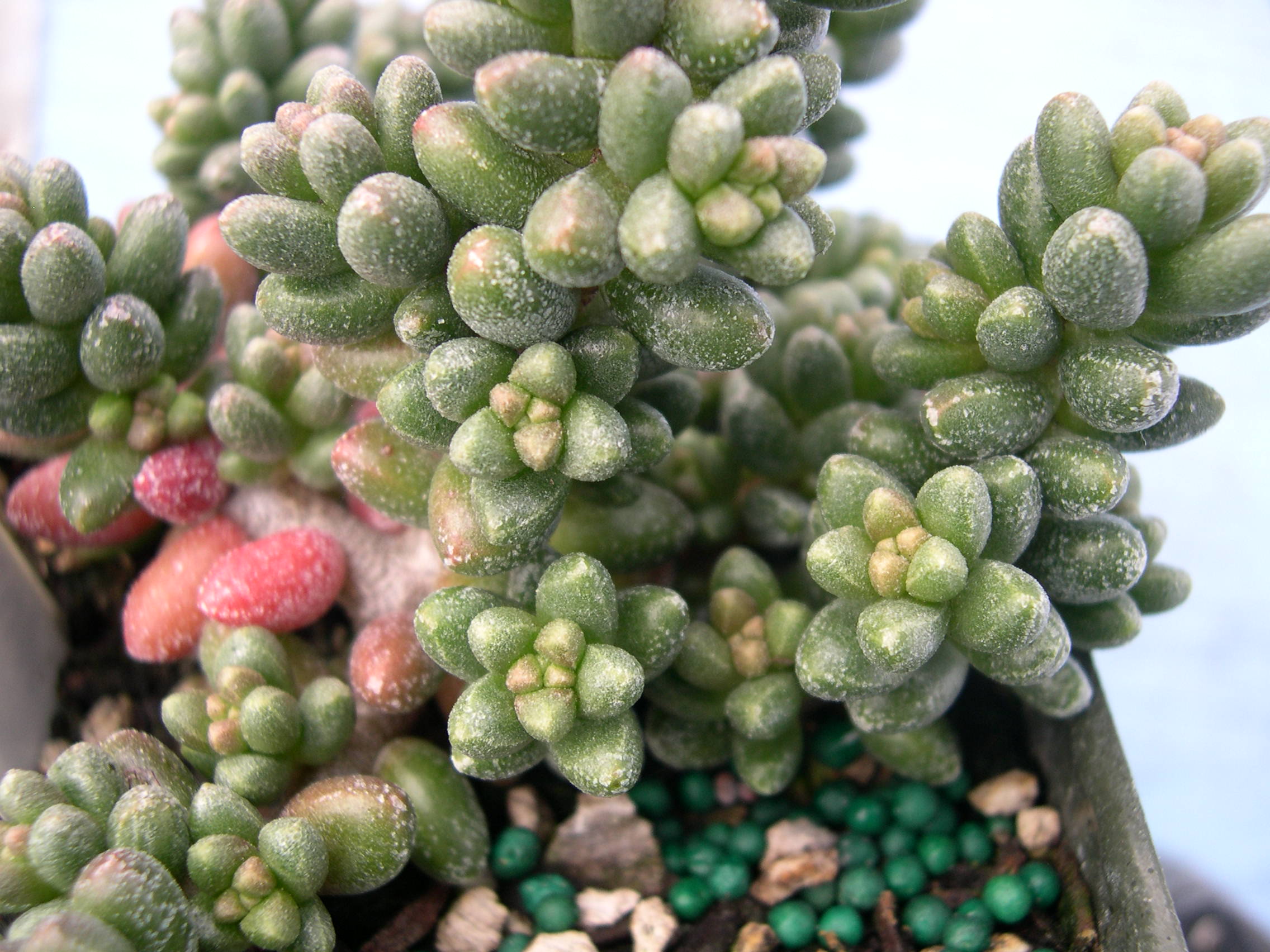 Sedum furfuraceum (1)