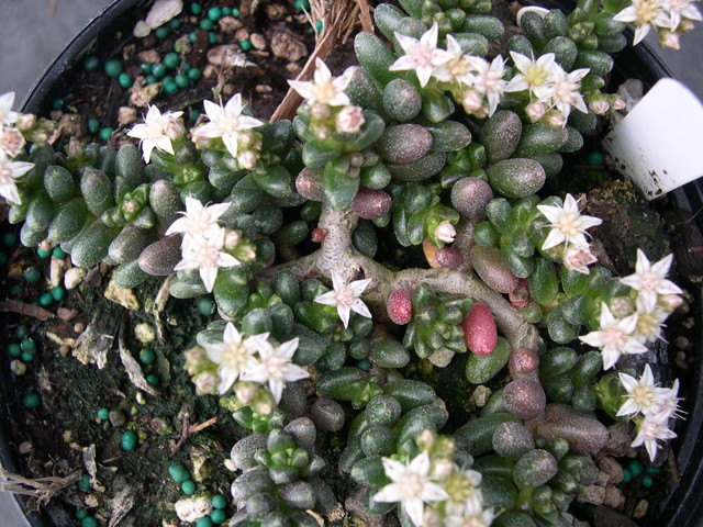 Sedum furfuraceum (2)