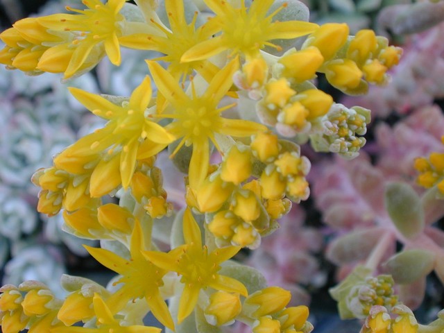 Sedum 'Harvest Moon' (1)