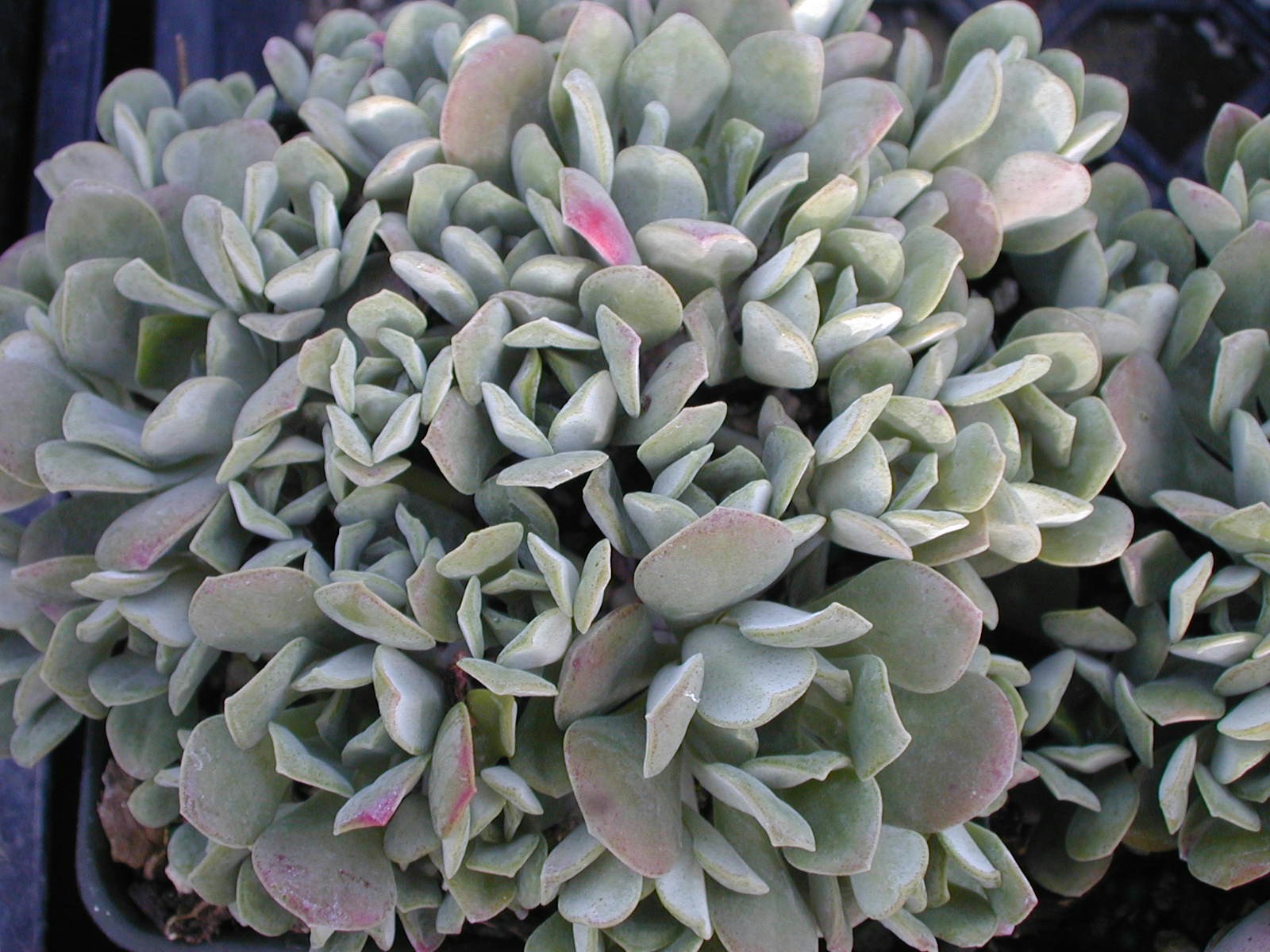 Sedum 'Harvest Moon' (2)