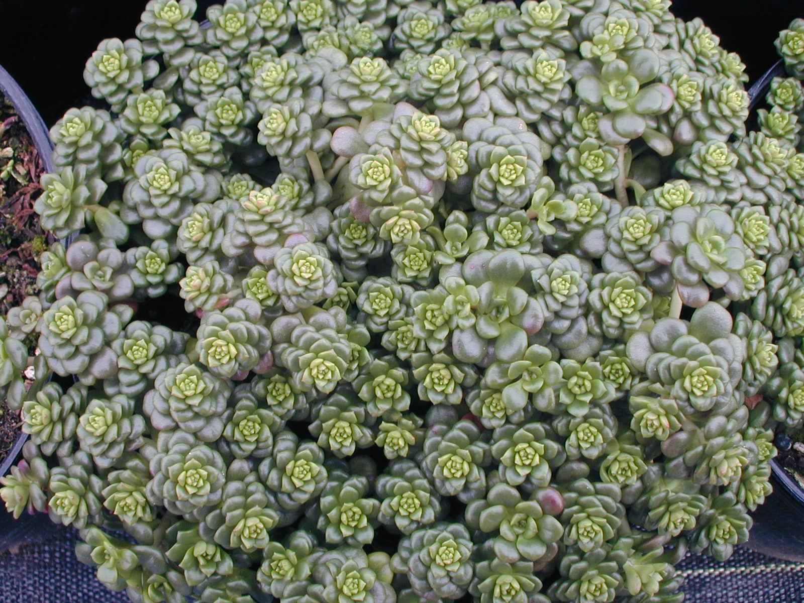 Sedum 'Helen Payne' (1)