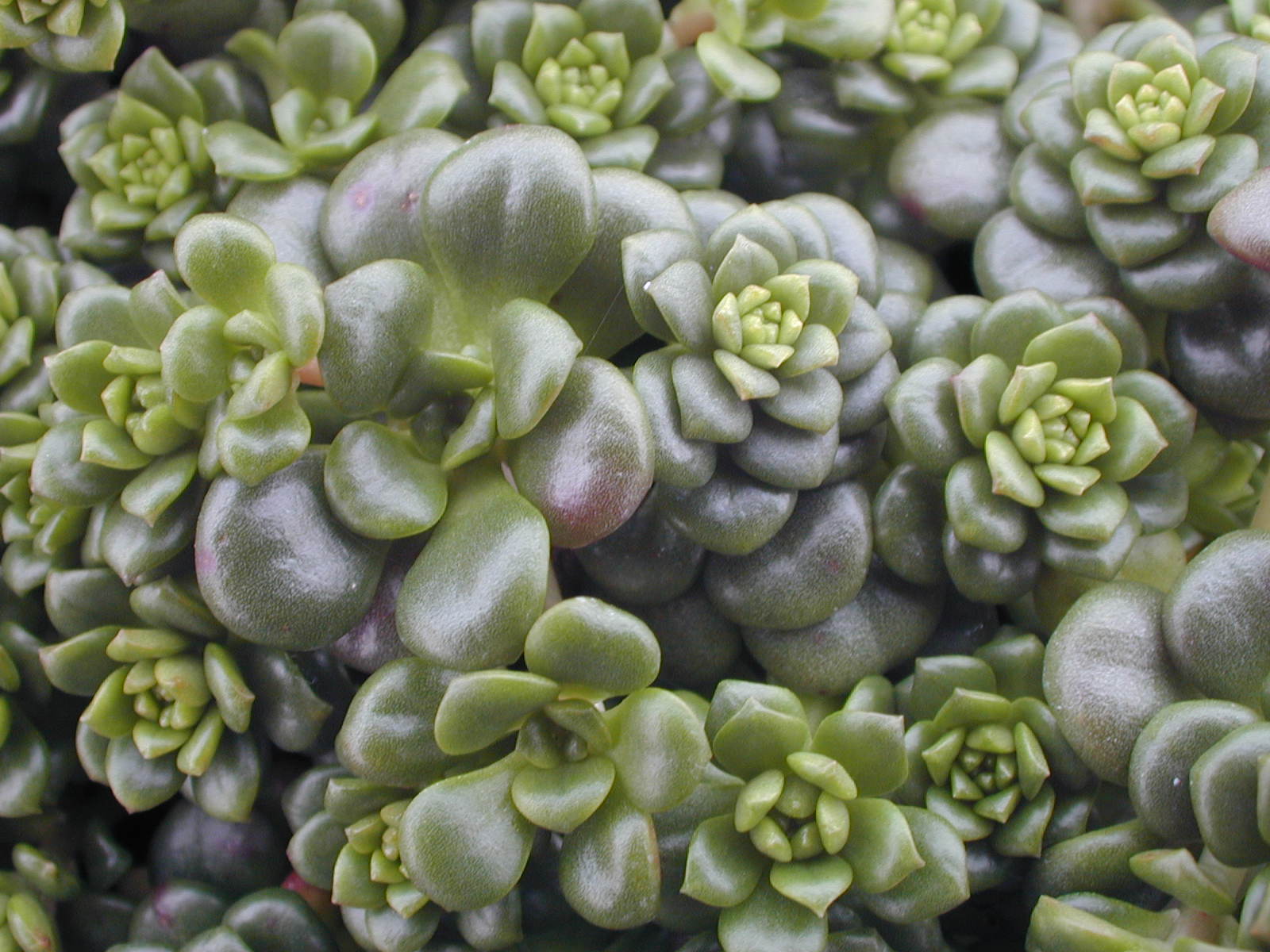 Sedum 'Helen Payne' (2)