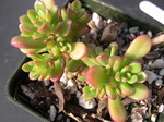 Sedum 'Joyce Tulloch' (1)