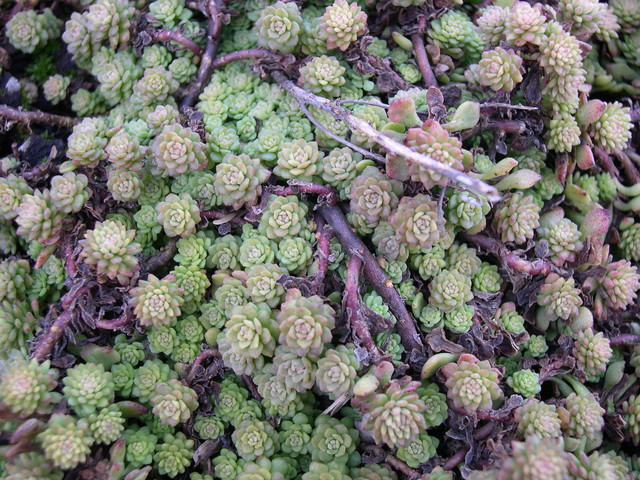 Sedum glaucophyllum (1)