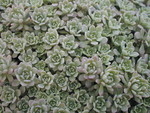 Sedum glaucophyllum (2)