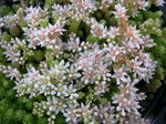 Sedum gracile (1)