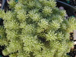 Sedum gracile (2)