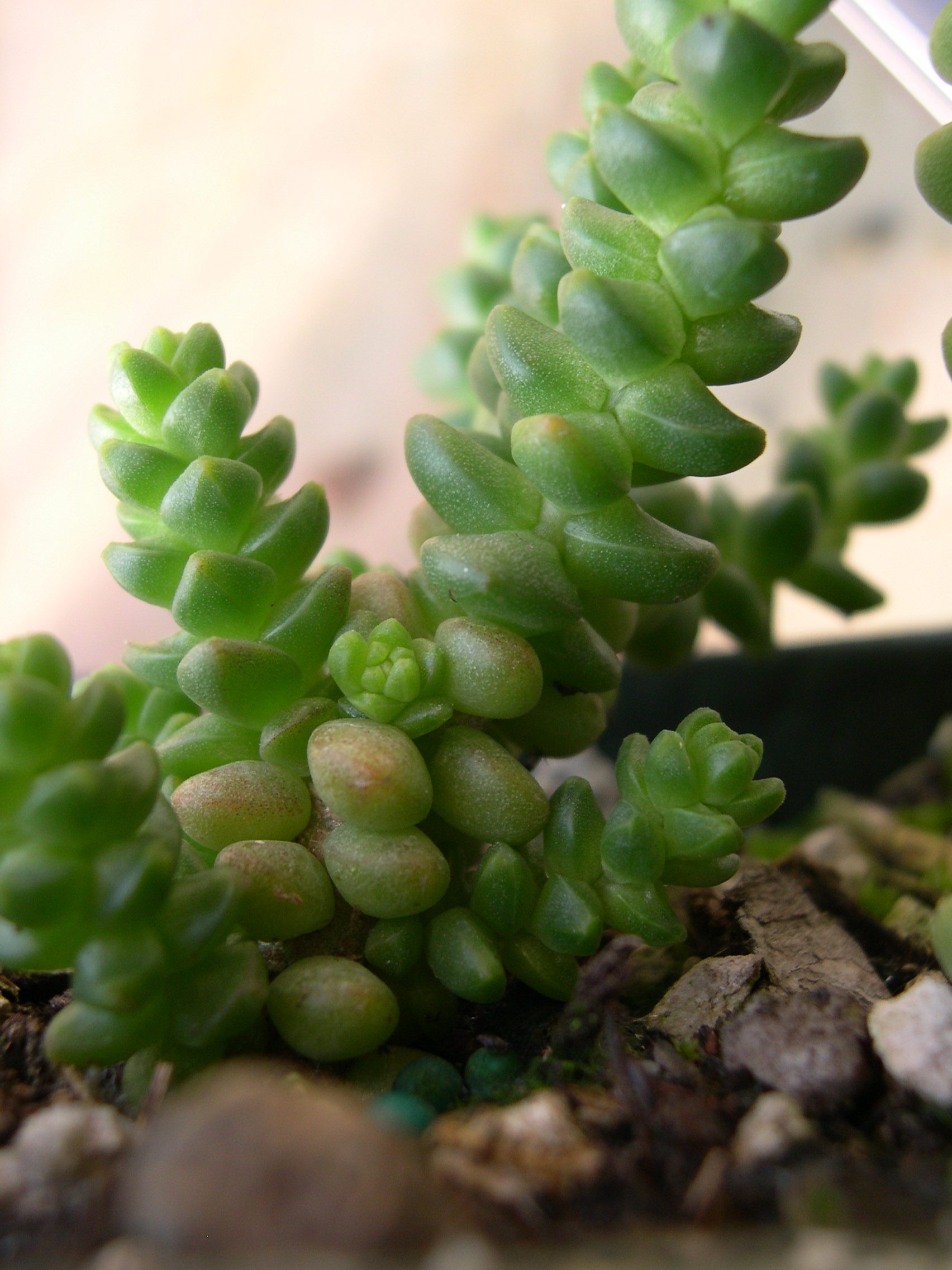 Sedum grandyi (1)