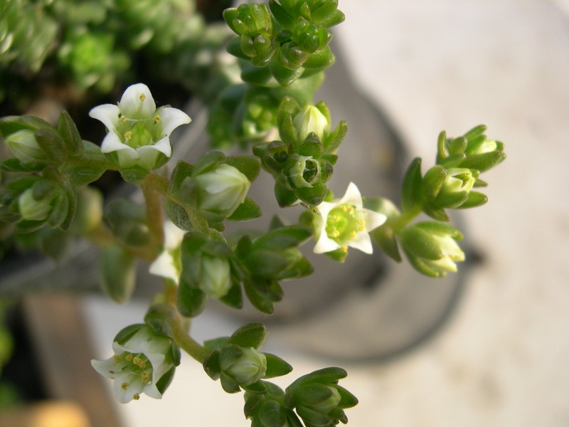 Sedum grandyi (2)