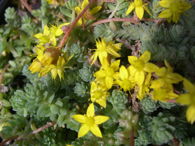 Sedum greggii (2)