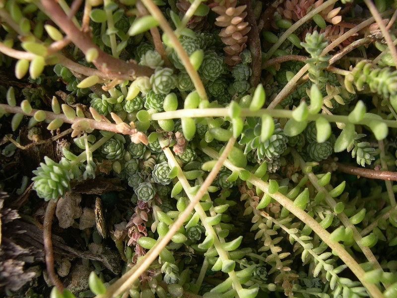 Sedum greggii blue form