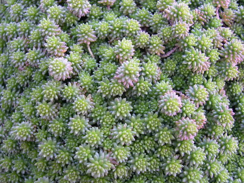 Sedum grisebachii (1)