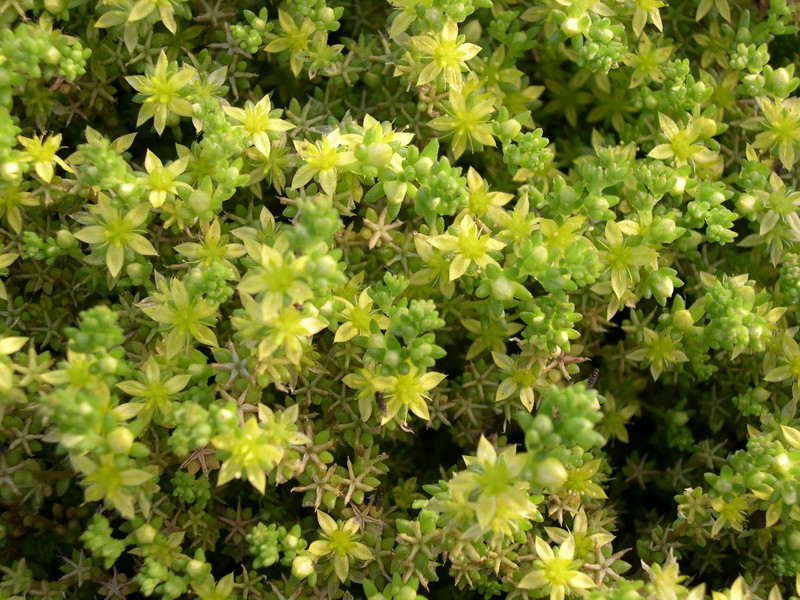 Sedum grisebachii (2)