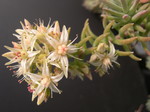 Sedum griseum (1)