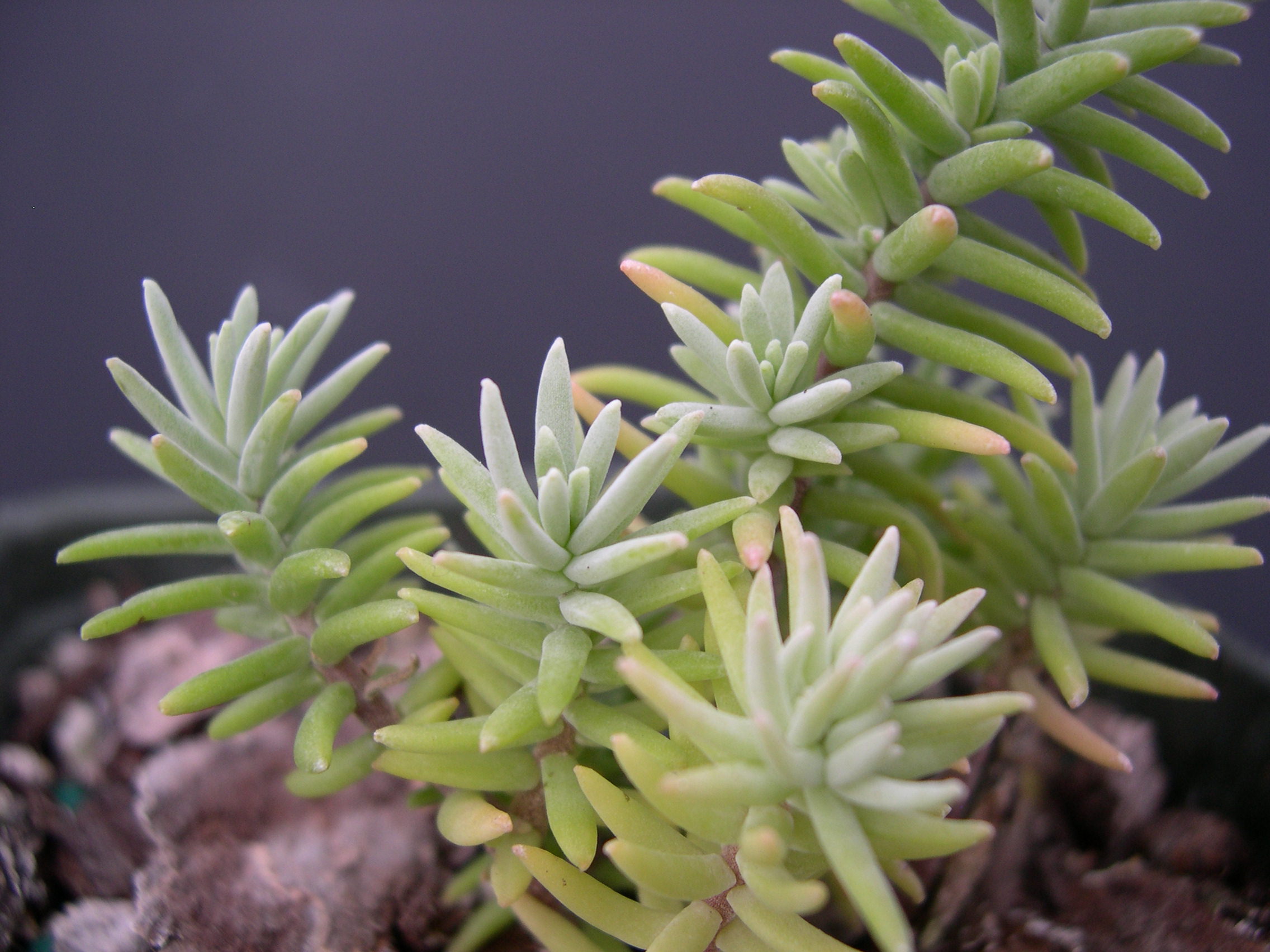 Sedum guadalajaranum (1)