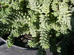 Sedum gypsicola (2)