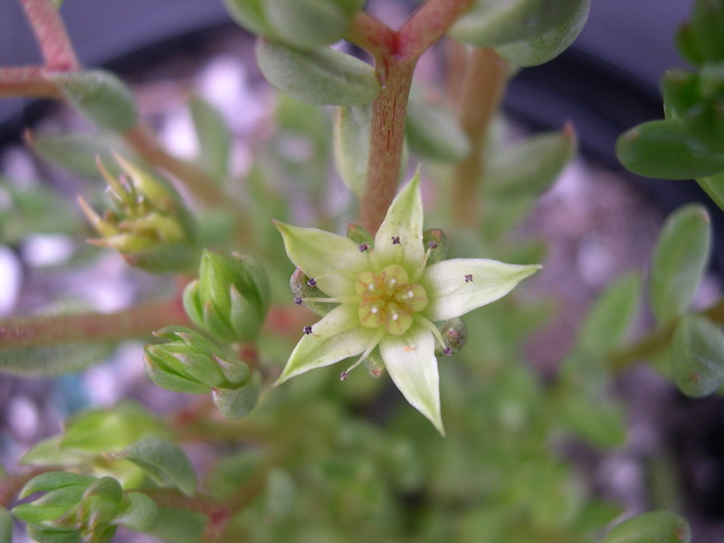 Sedum gypsophilum (2